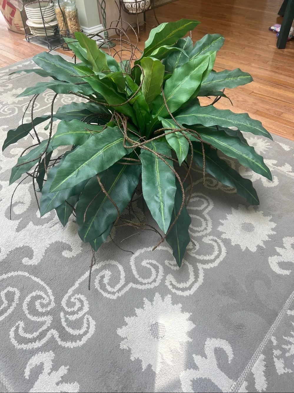 Artificial Bird's Nest Fern (Asplenium nidus) featuring wide, strap-like fronds